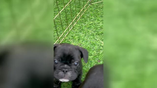 Video preview image #5 French Bulldog Puppy For Sale in JOLIET, IL, USA