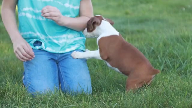 Video preview image #2 Boxer Puppy For Sale in SHIPSHEWANA, IN, USA