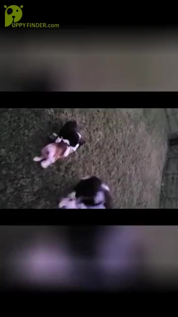 Video preview image #1 English Bulldog-Miniature Australian Shepherd Mix Puppy For Sale in ROCKWALL, TX, USA