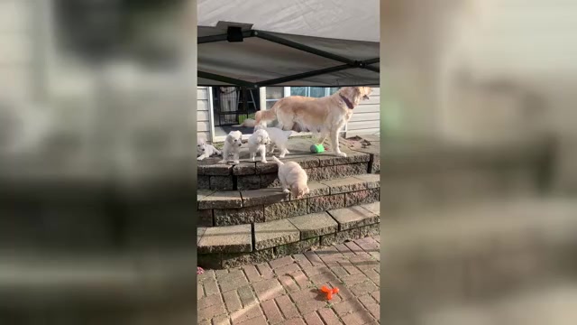 Video preview image #4 Goldendoodle Puppy For Sale in COATESVILLE, PA, USA