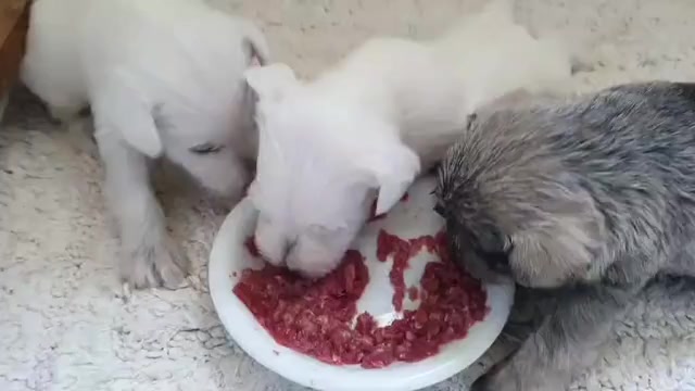 Video preview image #1 Schnauzer (Miniature) Puppy For Sale in Hatvan, Heves, Hungary