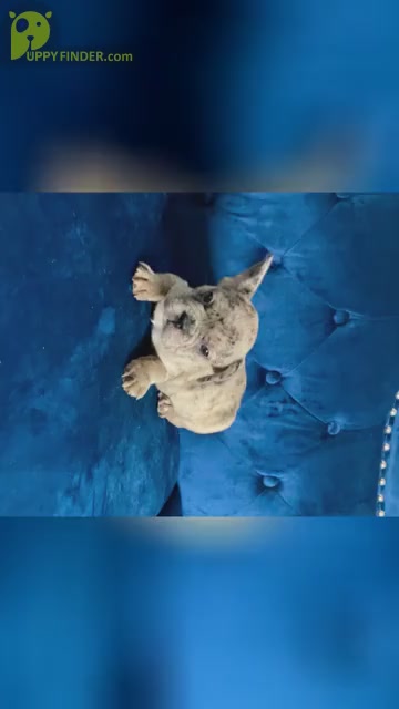 Video preview image #4 French Bulldog Puppy For Sale in ATLANTA, GA, USA