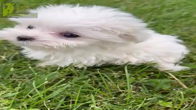 Video preview image #17 Maltese Puppy For Sale in WARSAW, IN, USA