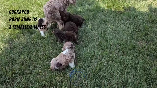 Video preview image #2 Cock-A-Poo Puppy For Sale in GOSHEN, IN, USA