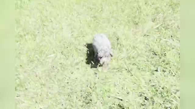 Video preview image #1 Poodle (Toy) Puppy For Sale in WARSAW, IN, USA