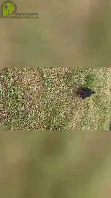 Video preview image #17 Yorkshire Terrier Puppy For Sale in WARSAW, IN, USA