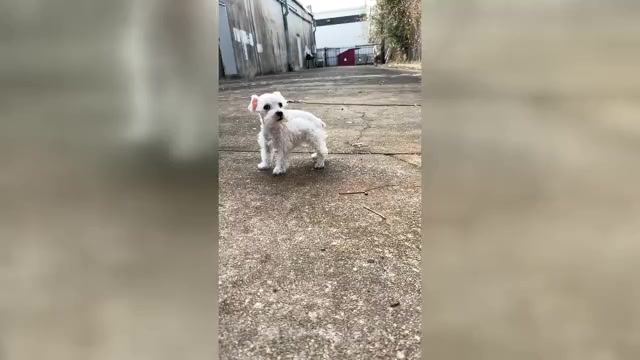 Video preview image #1 Schnauzer (Miniature) Puppy For Sale in HOUSTON, TX, USA