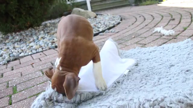 Video preview image #1 Boxer Puppy For Sale in SHIPSHEWANA, IN, USA