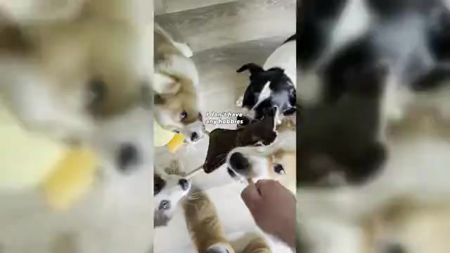 Video preview image #1  Breeder Profile in GRAND RAPIDS, MI, USA
