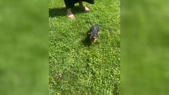 Video preview image #1 Yorkshire Terrier Puppy For Sale in NAPPANEE, IN, USA