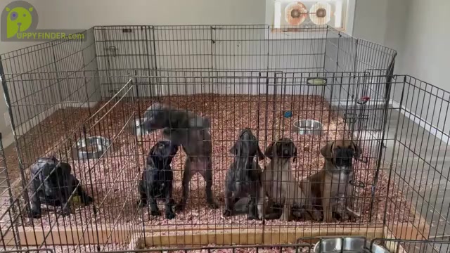 Video preview image #2 Cane Corso Puppy For Sale in DENTSVILLE, MD, USA