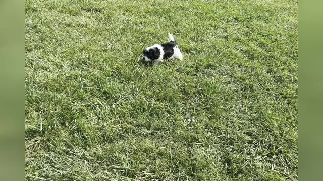 Video preview image #1 Maltipoo Puppy For Sale in WARSAW, IN, USA