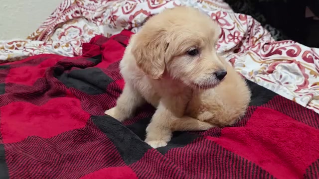 Video preview image #3 Goldendoodle Puppy For Sale in DUBLIN, TX, USA
