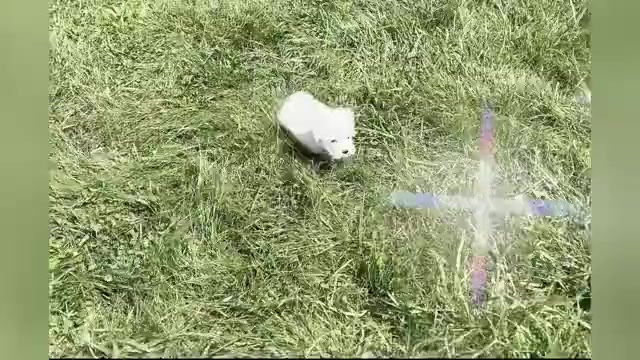 Video preview image #1 Maltese Puppy For Sale in WARSAW, IN, USA