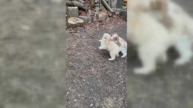 Video preview image #2 Aussie-Poo-Goldendoodle Mix Puppy For Sale in COMMERCE, MI, USA