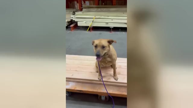 Video preview image #1  Breeder Profile in MERIDEN, CT, USA