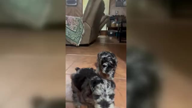 Video preview image #2 Schnauzer (Miniature) Puppy For Sale in PORT LAVACA, TX, USA