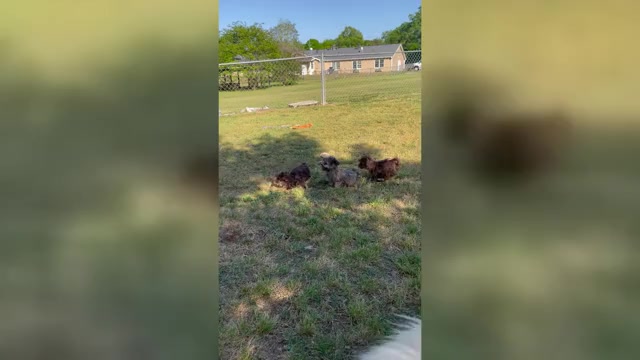 Video preview image #1  Breeder Profile in ARNOLDSVILLE, GA, USA