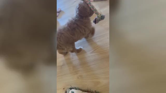 Video preview image #1 Maltipoo (Miniature) Puppy For Sale in ANGIER, NC, USA