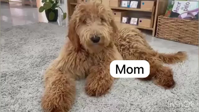 Video preview image #1 Goldendoodle Puppy For Sale in WINTER GARDEN, FL, USA