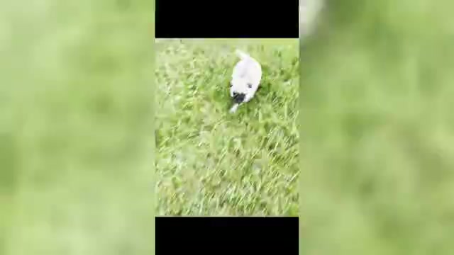 Video preview image #2 Pug Puppy For Sale in WARSAW, IN, USA