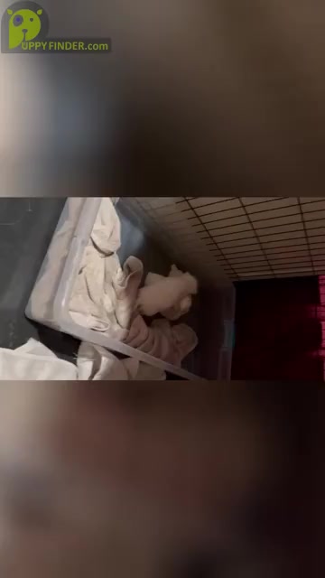 Video preview image #1  Breeder Profile in VERMONTVILLE, MI, USA