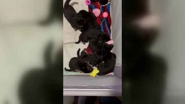 Video preview image #2 German Shepherd Dog Puppy For Sale in SACRAMENTO, CA, USA