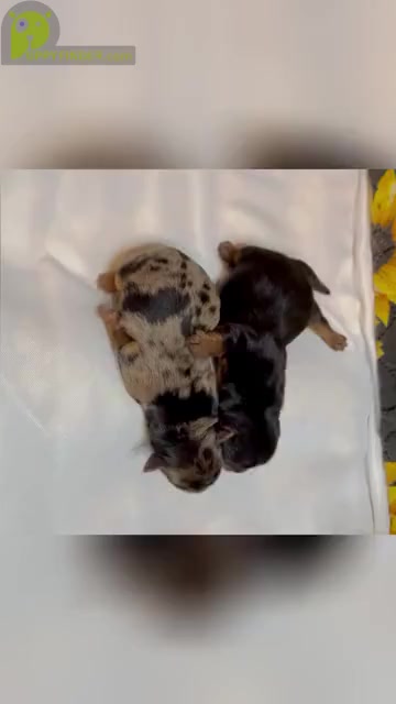 Video preview image #2  Breeder Profile in ANNANDALE, VA, USA