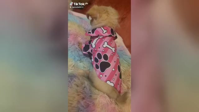 Video preview image #2 Yorkshire Terrier Puppy For Sale in AKRON, OH, USA