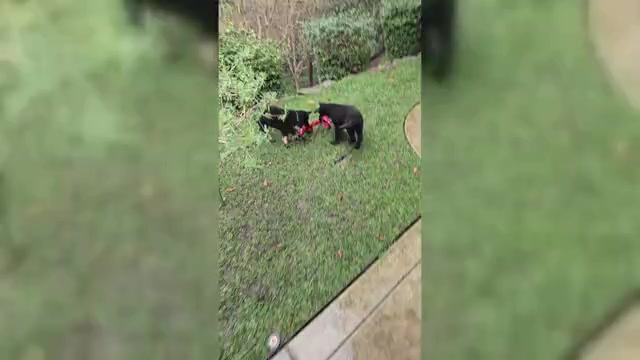 Video preview image #2  Breeder Profile in WALNUT CREEK, CA, USA