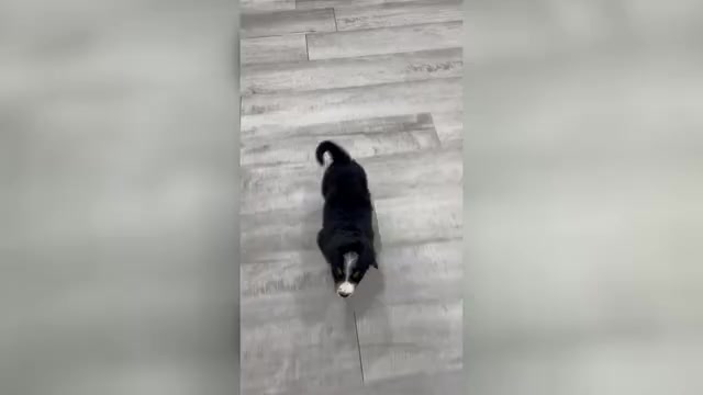 Video preview image #1 Bernese Mountain Dog Puppy For Sale in DUNDEE, OH, USA
