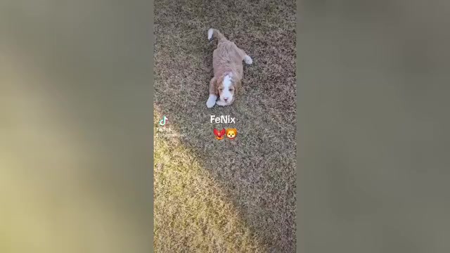 Video preview image #4 Bernedoodle Puppy For Sale in ELK GROVE, CA, USA
