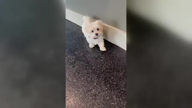 Video preview image #1 Maltese Puppy For Sale in WARSAW, IN, USA