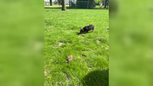 Video preview image #2 Yorkshire Terrier Puppy For Sale in NAPPANEE, IN, USA