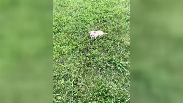 Video preview image #8 Chihuahua Puppy For Sale in WARSAW, IN, USA