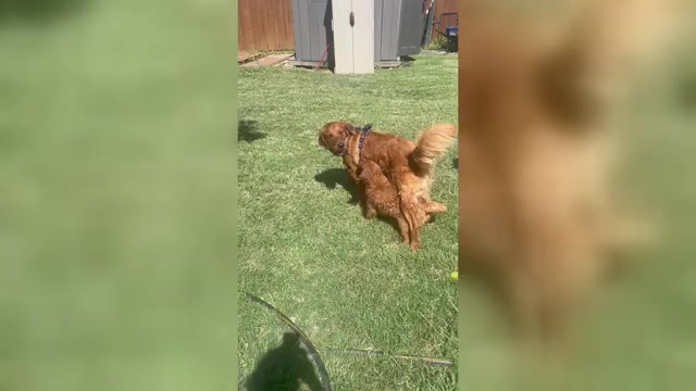 Video preview image #3 Golden Retriever Puppy For Sale in BEDFORD, TX, USA