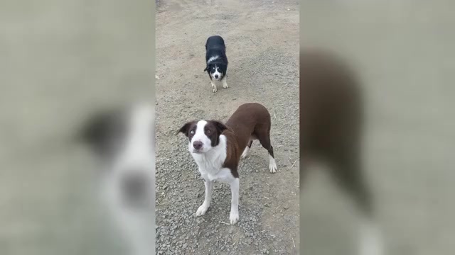 Video preview image #14 Border Collie Puppy For Sale in HARRISON, ID, USA