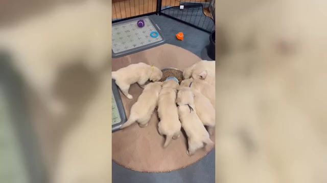 Video preview image #2 Golden Retriever Puppy For Sale in BOILING SPGS, SC, USA