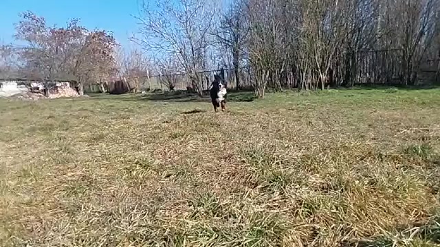 Video preview image #3 Bernese Mountain Dog Puppy For Sale in Hatvan, Heves, Hungary