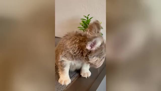 Video preview image #1 French Bulldog Puppy For Sale in CHARLOTTE, NC, USA