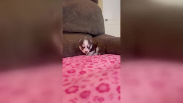 Video preview image #7 Pomsky Puppy For Sale in DRACUT, MA, USA