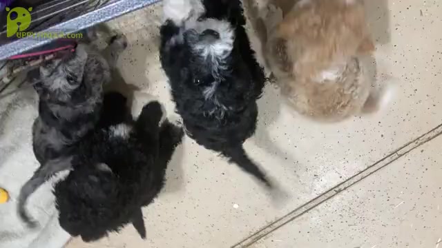 Video preview image #5 Aussiedoodle Puppy For Sale in YACOLT, WA, USA