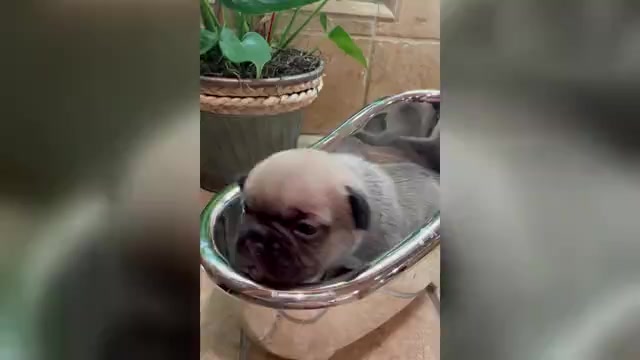 Video preview image #2 American Bullnese-French Bulldog Mix Puppy For Sale in DISCOVERY BAY, CA, USA