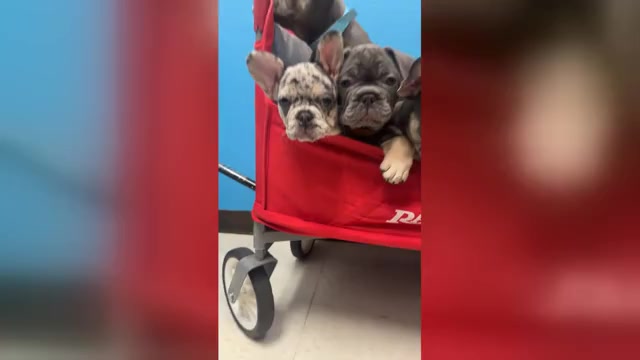 Video preview image #4 French Bulldog Puppy For Sale in VALRICO, FL, USA