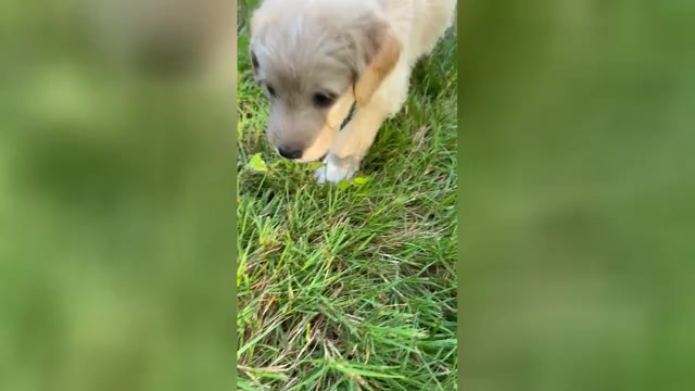 Video preview image #7 Aussiedoodle-Labradoodle Mix Puppy For Sale in BRYANTOWN, MD, USA