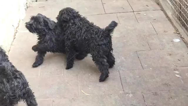 Video preview image #2 Schnauzer (Miniature) Puppy For Sale in Hatvan, Heves, Hungary