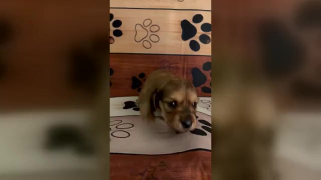 Video preview image #1 Dachshund Puppy For Sale in CHARLOTTESVILLE, VA, USA