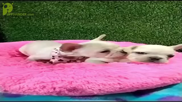 Video preview image #4 French Bulldog Puppy For Sale in SAN BERNARDINO, CA, USA