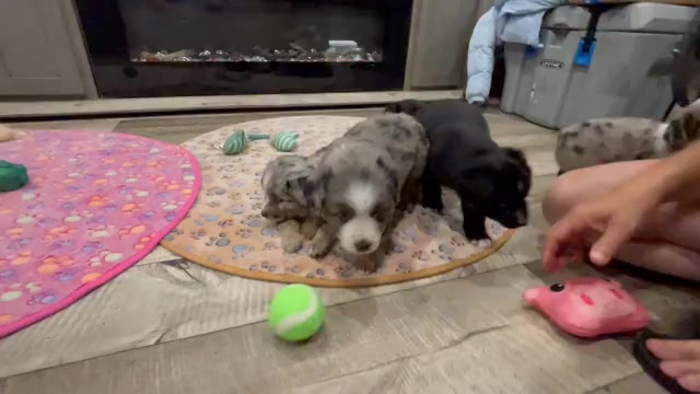 Video preview image #1 Miniature Australian Shepherd Puppy For Sale in TERRELL, TX, USA