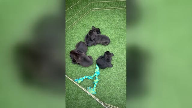 Video preview image #3 French Bulldog Puppy For Sale in JOLIET, IL, USA